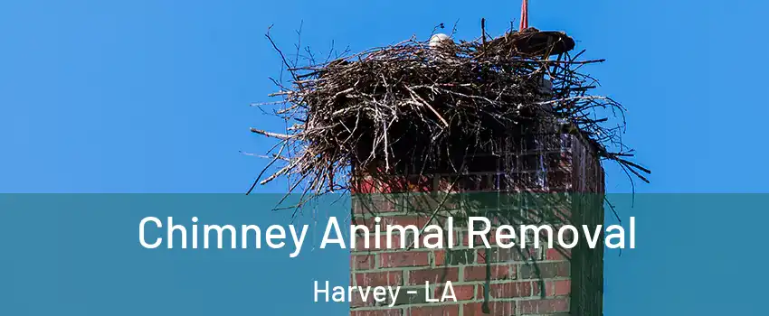 Chimney Animal Removal Harvey - LA