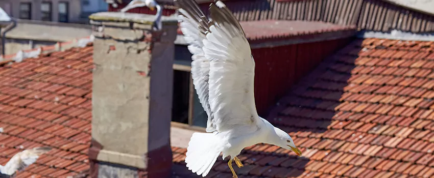 Residential Chimney Animal Removal Solution in Harvey, LA
