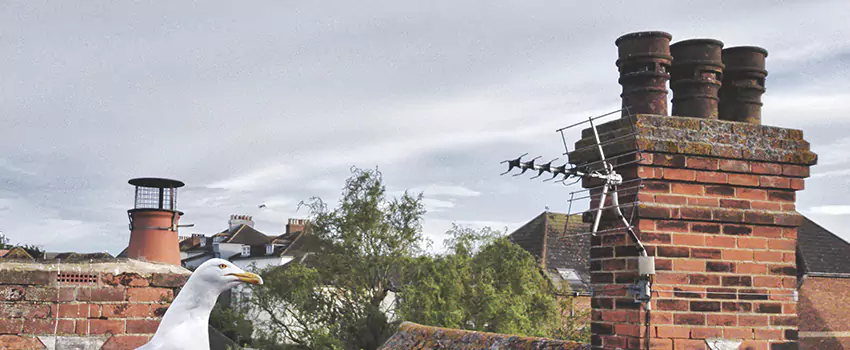 Chimney Cleaning And Restoration in Harvey, Louisiana